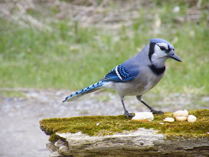 selective focus photography of blue jay