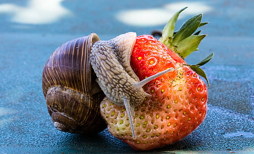 brown snail on strawberry