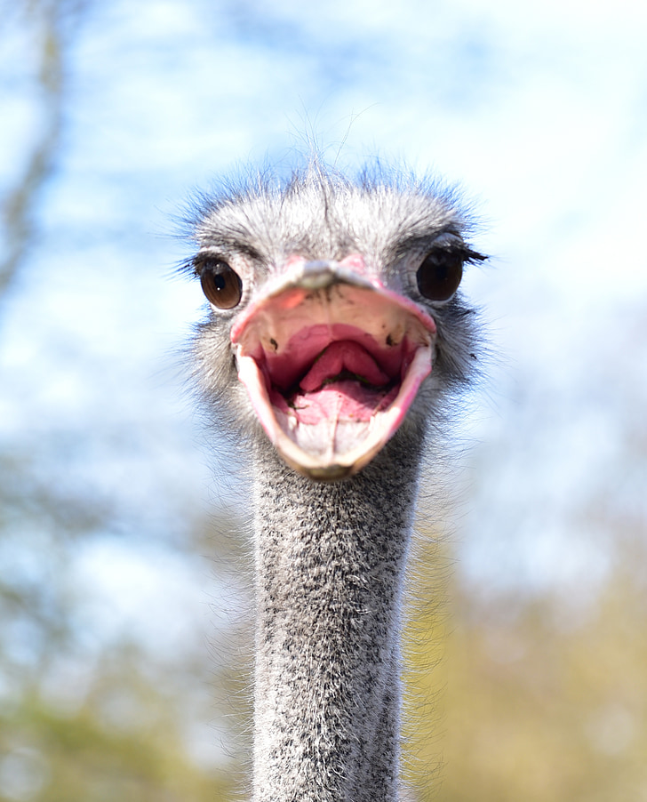 close-up photo of of ostrich