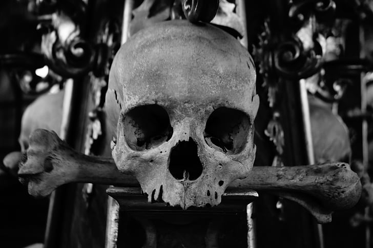 grayscale photo of skull