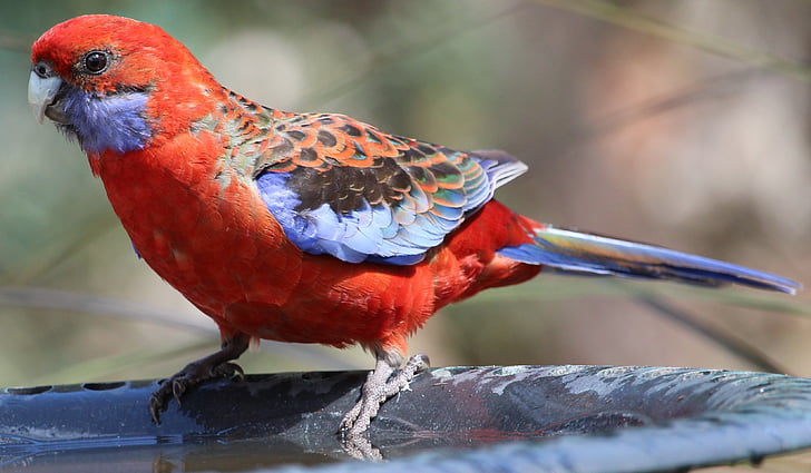 photo of red and blue bird
