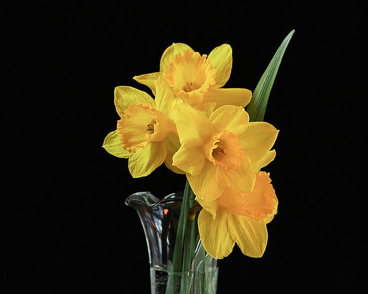 yellow daffodils in clear glass vase closeup photography