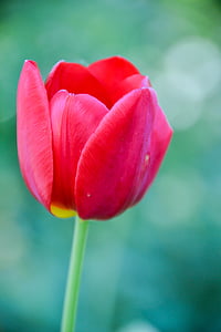 close up photography of red tulip flower