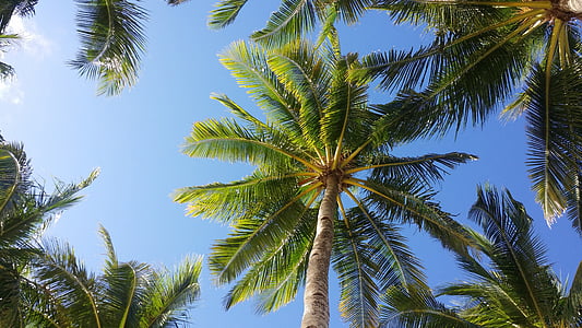 high angle photography of green leaf coconut trees during day time