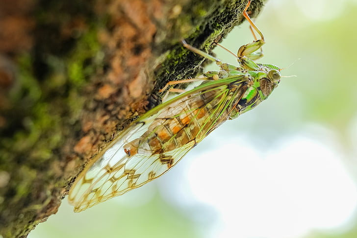 green cicada closeup photography