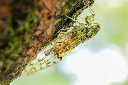 green cicada closeup photography