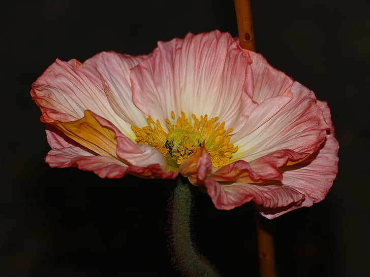 pink poppy in bloom close up photo