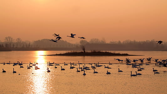 birds on body of water during golden hour
