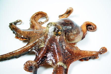 brown octopus on white surface