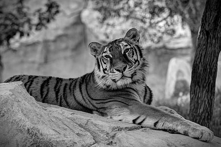 gray scale photo of tiger