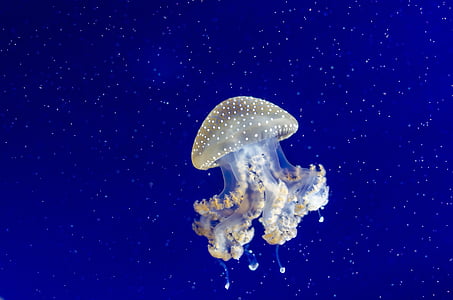 gray jellyfish beneath the water