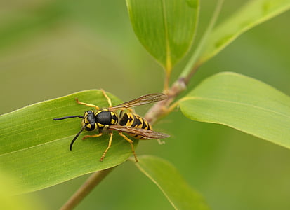 yellow jacket wasp on green leaf selective focus photography
