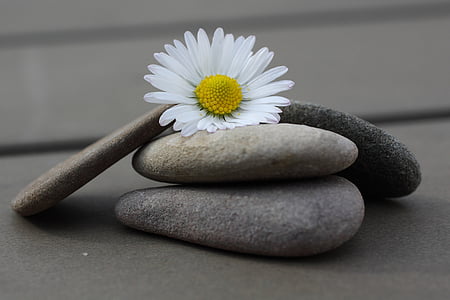 white daisy flower on gray stones