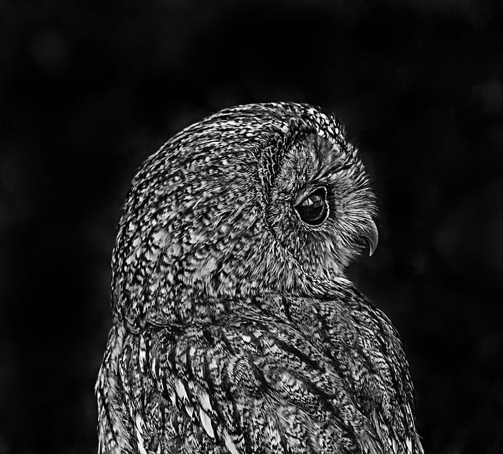 gray and black owl