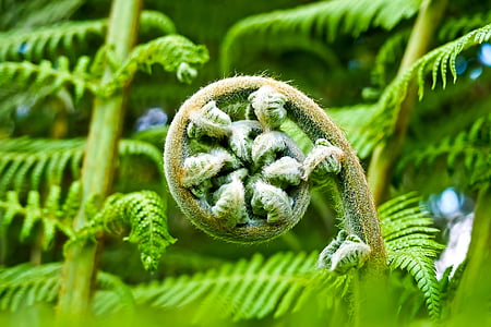 shallow focus photo of green leafed fern plant