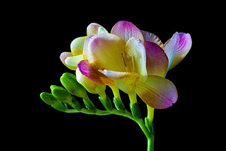 yellow and pink freesia flower