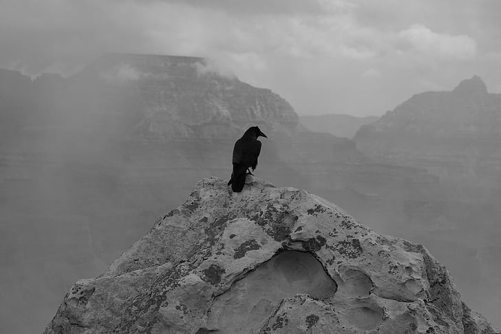 lack raven on gray mountain peak