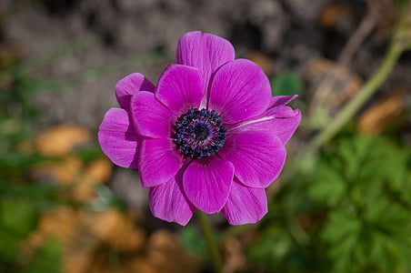 selective focus photo of purple anemone flower in bloom