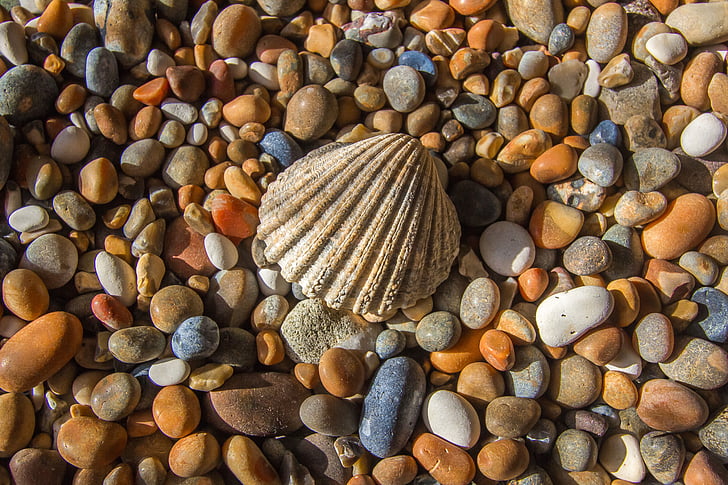 closeup photo of seashell surrounded with stones