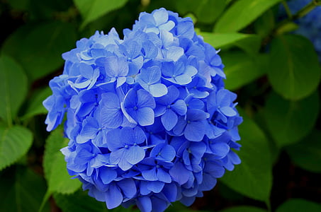 blue flowers bundle in macro shot