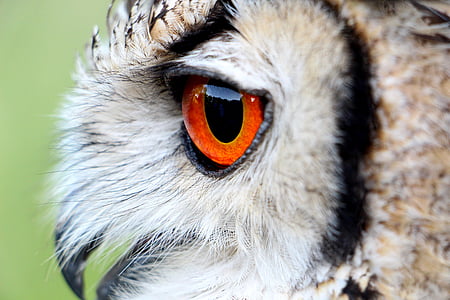 close up photography of brown and black owl