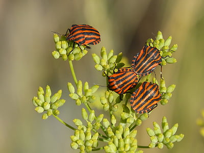 four orange-and-black insects on green plants