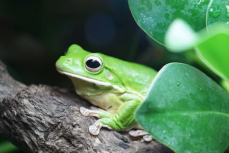 photo of green and white frog