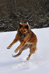 long-coated brown dog playing on snowfield during daytime