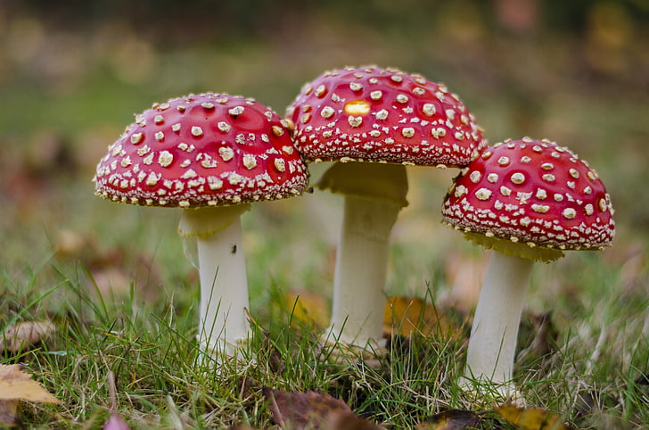 three red mushrooms