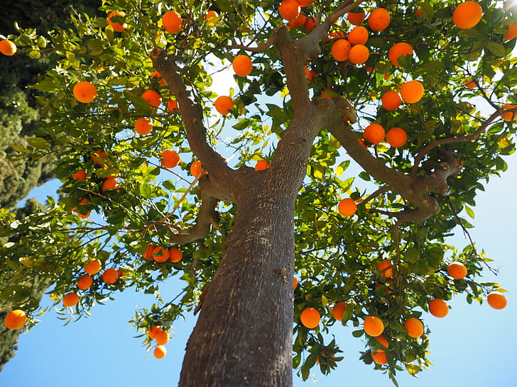 high-angle photography of tree with orange fruits