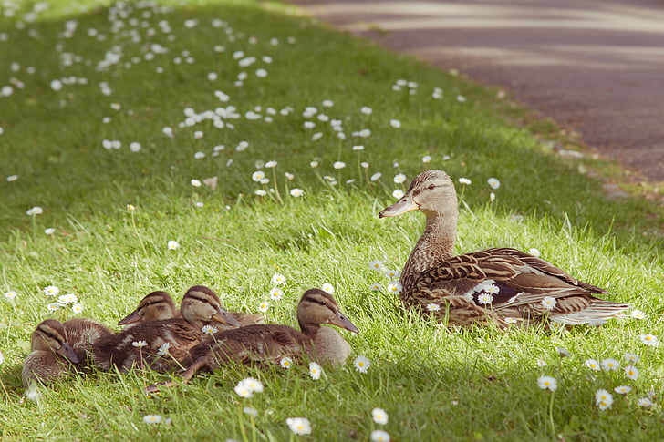 mallard duck with ducklings on green grass