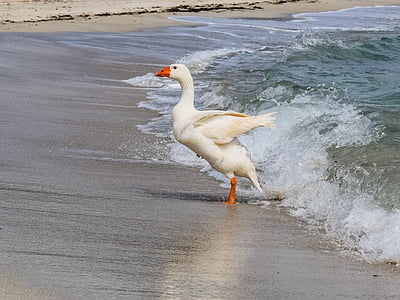 white duck near body of water