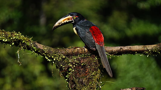 black and red bird on tree branch