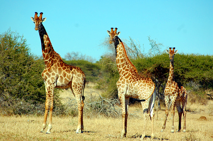 three brown giraffes on forest