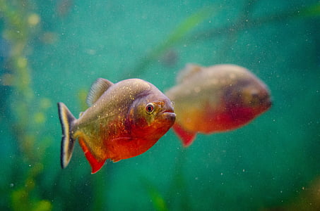 macro photography of red and brown fish on water