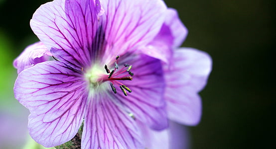 close-up photography of purple geraniums in bloom