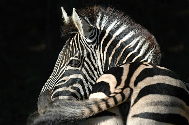zebra with black background