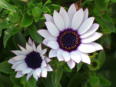 close-up photo of two white-and-purple flowers