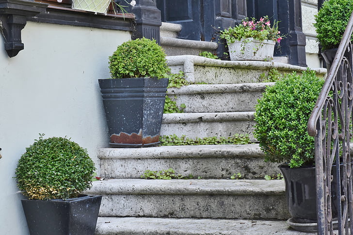 green leaf plant on gray concrete stair