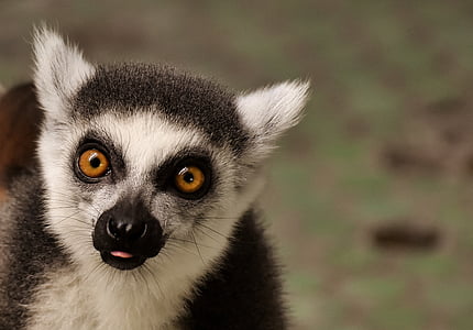 closeup photo of black and white meerkat