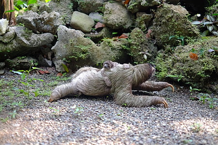 adult and baby sloth on near gray rocks