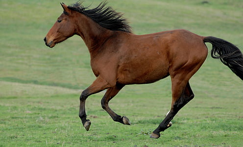 photography of red running horse on green grass field at daytime