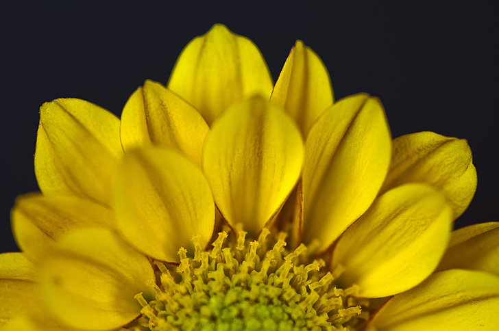 macro photography of yellow dahlia flower