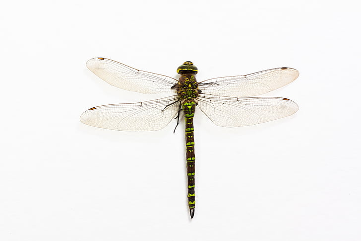 green dragonfly perched on white surface