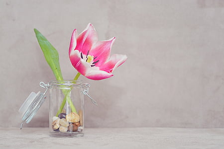 pink tulip flower in clear glass jar
