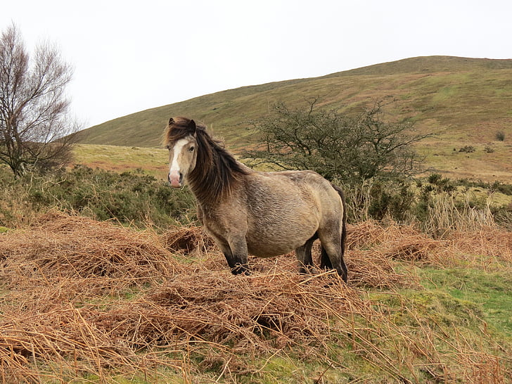 grey and brown horse standing on hay