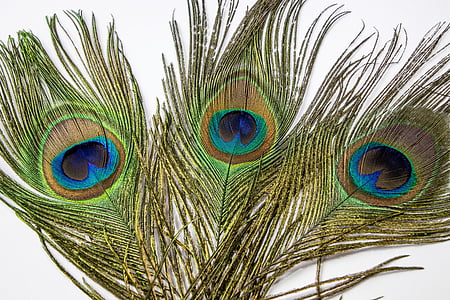 green and brown peacock feather