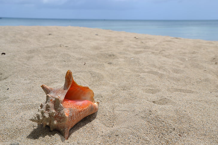 orange sea shell