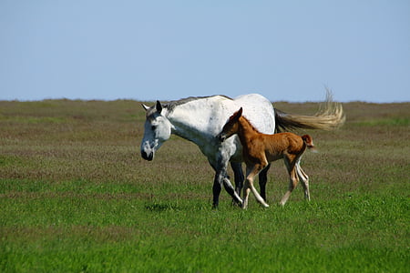 white horse and brown pony walking on greenfield at daytime