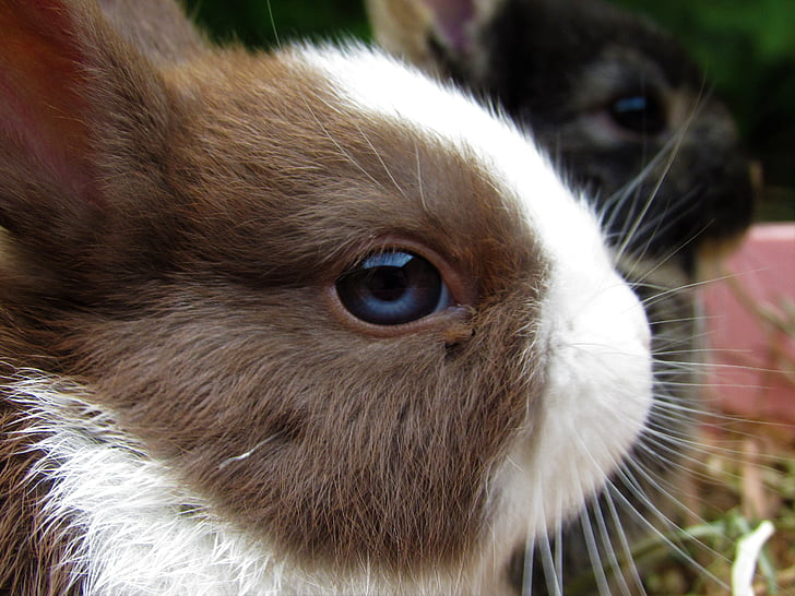 shallow focus photography of brown and white rabbit